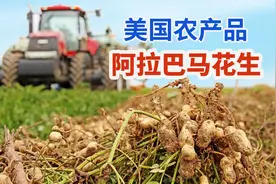 美国农民种植采收阿拉巴马州花生，剥壳取仁加工榨油作饲料视频封面