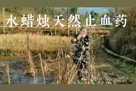 水蜡烛（蒲棒）是不花钱的止血药草，可惜好多人不知道怎样用