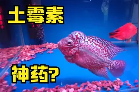 关于养鱼“神药”土霉素，可能被您忽略的几个细节点视频封面