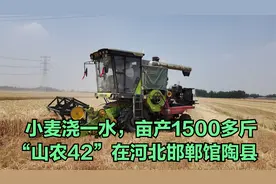 小麦浇一水，亩产1500多斤！国审“山农42”在河北邯郸馆陶县视频封面