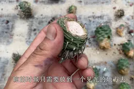 仙人球烂了别扔，学会“这一招”，烂掉三分之二都能活视频封面