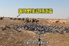 国外野生动物泛滥的场景，每个泛滥的场景都非常震撼视频封面