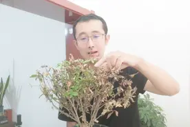 遇到叶片干枯脱落，很多人会把花仍掉，其实能救活视频封面