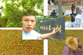 涛子驱车300公里，慕名寻找珍珠油杏第一村，真开眼界太甜了视频封面