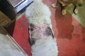 流浪狗身上一层皮被咬掉了，看着好痛苦啊，你们有没有好的药推荐