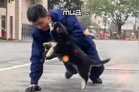 撩完就跑！四川一小奶狗消防员训练时偷亲，得手后撒欢跑开视频封面