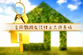 养鹦鹉要注意，大部分鹦鹉属国家保护动物，玄凤鹦鹉法律允许养吗