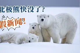 掀开假象，环保专家告诉你北极熊生存现状的真相视频封面