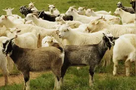 终于来了！蒙古国捐赠的30000只羊已进免疫区，检疫合格统一屠宰视频封面