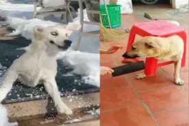 爆笑狗子大型翻车现场，真是帅不过三秒，看完笑出八块腹肌