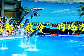 成都海昌极地海洋公园，网友：成都“最冷”的地方，里面穿羽绒服视频封面
