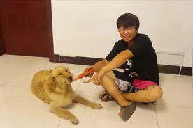 小伙用十个皮筋勒住金毛的嘴，拿火腿诱惑它，张不开嘴的它气坏了视频封面