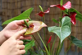 红掌花朵变绿，处理方法告诉你，做对红红火火