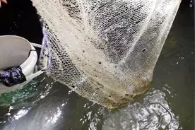 父女二人赶海忘带钳子，用抓虾的网抓了一只大青蟹，妹子笑弯了腰视频封面