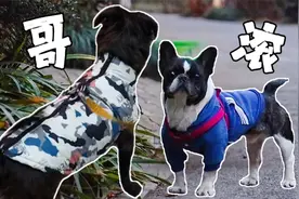 土狗偶遇波斯顿梗犬，本来想交个朋友，却因长得丑遭对方嫌弃驱赶