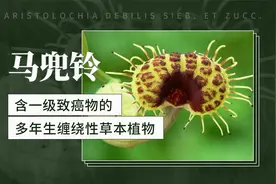 马兜铃——含一级致癌物的多年生缠绕性草本植物视频封面