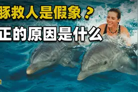 女子半夜裸泳遇险，海豚找船只“求救”！海豚真的会主动救人吗？视频封面
