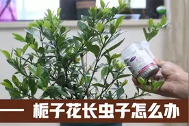 栀子花长虫子怎么办？园艺师教你，使用吡虫啉，就可以解决视频封面