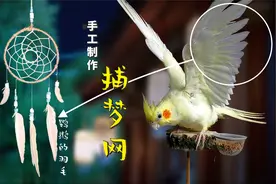 手作捕梦网：我用鹦鹉的羽毛，做了一个捕梦网！