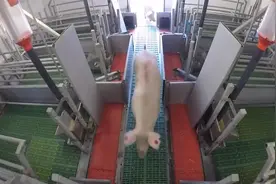 带你看看现代化养殖场的母猪是怎样繁育的，这样设计省时又高效