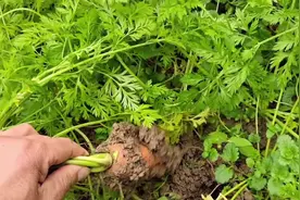 含钙质较高的胡萝卜缨，它对人体的好处你知道吗？来了解一下视频封面