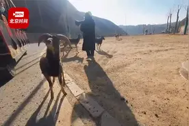 饲养员怒怼投喂动物游客：麻烦带点脑子，喂这个它能吃吗？！视频封面