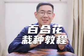 园艺师教你，百合花种球买回家，应该如何正确栽种视频封面