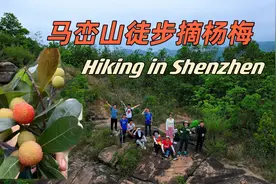 深圳马峦山徒步摘杨梅视频封面