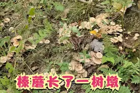 上山采蘑菇喽，榛蘑长满了一树墩，小郭还遇到一个比脸都大的蘑菇视频封面