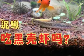泥鳅吃黑壳虾吗？泥鳅和虾米一起养可以吗？鱼缸中泥鳅黑壳虾混养