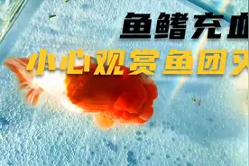 鱼鳍充血怎么办？小毛病也会让观赏鱼团灭，这里有解决办法视频封面