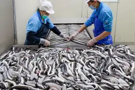 速食照烧鳗鱼饭是如何制作的？原来如此简单，奇怪的知识又增加了