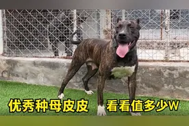 西班牙加纳利幼犬价值3W，它的母亲竟要低价出售，看看到底咋回事视频封面