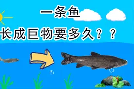一条小鱼长成巨物要多久？青鱼需要20年，草鱼需要多少年？视频封面