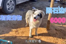 陨石边牧有多抢手？狗贩养着不愿卖！低了卖不上价！咋着的6000！视频封面