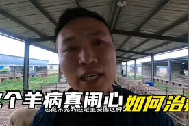 这个羊病常被搞错，伤亡率比较高，该怎么治疗和预防呢？不容忽视视频封面