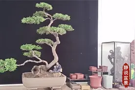 江苏南通特有的品种雀舌罗汉松盆景，气质清新淡雅，养护经验分享视频封面
