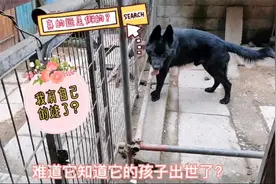 公犬最爱的母狗生小狗了，公犬见到母狗后的反应和以前大不一样！视频封面