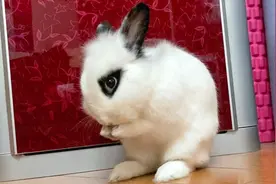 兔子有多爱干净？洗脸舔毛舔jiojio，干净白嫩的小团子。