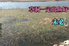 阳春三月温度骤然上升，鱼儿都来浅滩觅食了，浅水草头才是好位置视频封面