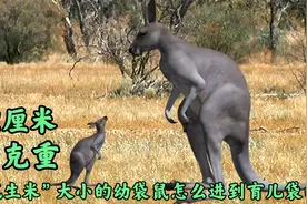 2厘米大小1克重，花生米那么大的小袋鼠，是怎么进到育儿袋的？视频封面