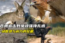 苍鹰追击野兔，野兔顽强挣扎，死里逃生，一场智慧与耐力的较量视频封面