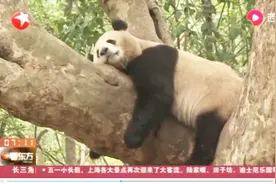 拖家带口去看大熊猫！四川成都大熊猫基地客流如织，享受欢乐时光视频封面