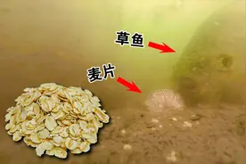 用麦片打窝，大鱼一条接一条的进窝，看的手发痒！视频封面