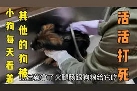 一只小奶狗，被关在屠宰场里面，每天看着其它的狗狗被活活的打死视频封面