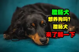 想养狗吗？看着憨憨的腊肠犬，来了解一下？视频封面
