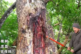 百年槐树没人敢动，砍伐者遭受报应，槐树流血是有灵性吗？视频封面