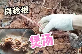 广东客家人喜欢用这种草根来煲汤，你认识它么？