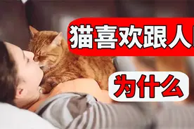 猫为什么喜欢睡在人身上？原因既让人爱惜又让人心疼！视频封面