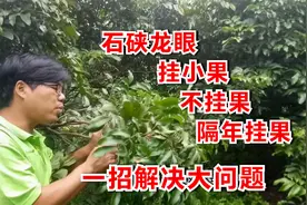 广西石硖龙眼经过果农这样剪枝条，年年挂出的果又多又大又甜！视频封面